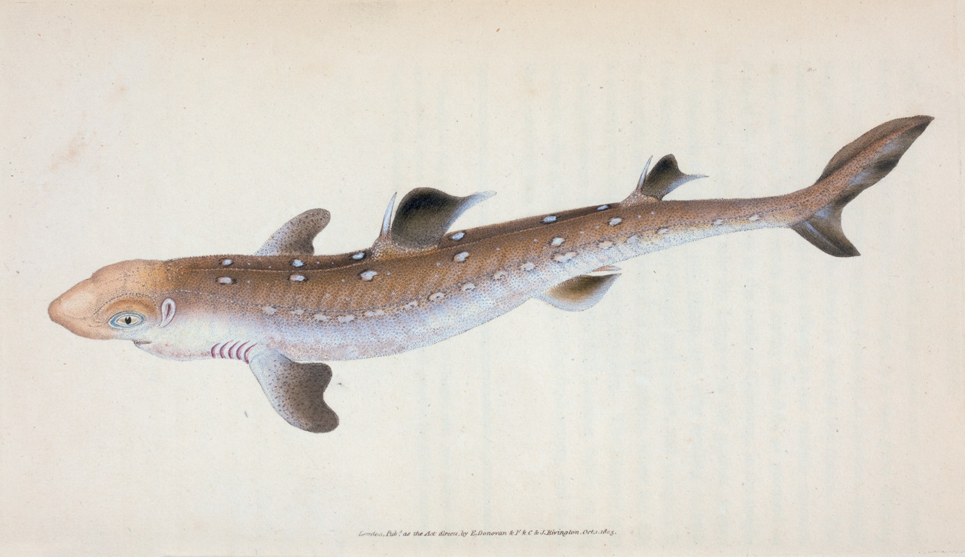 Edward Donovan - Spine-backed Shark, Squalus Acanthias