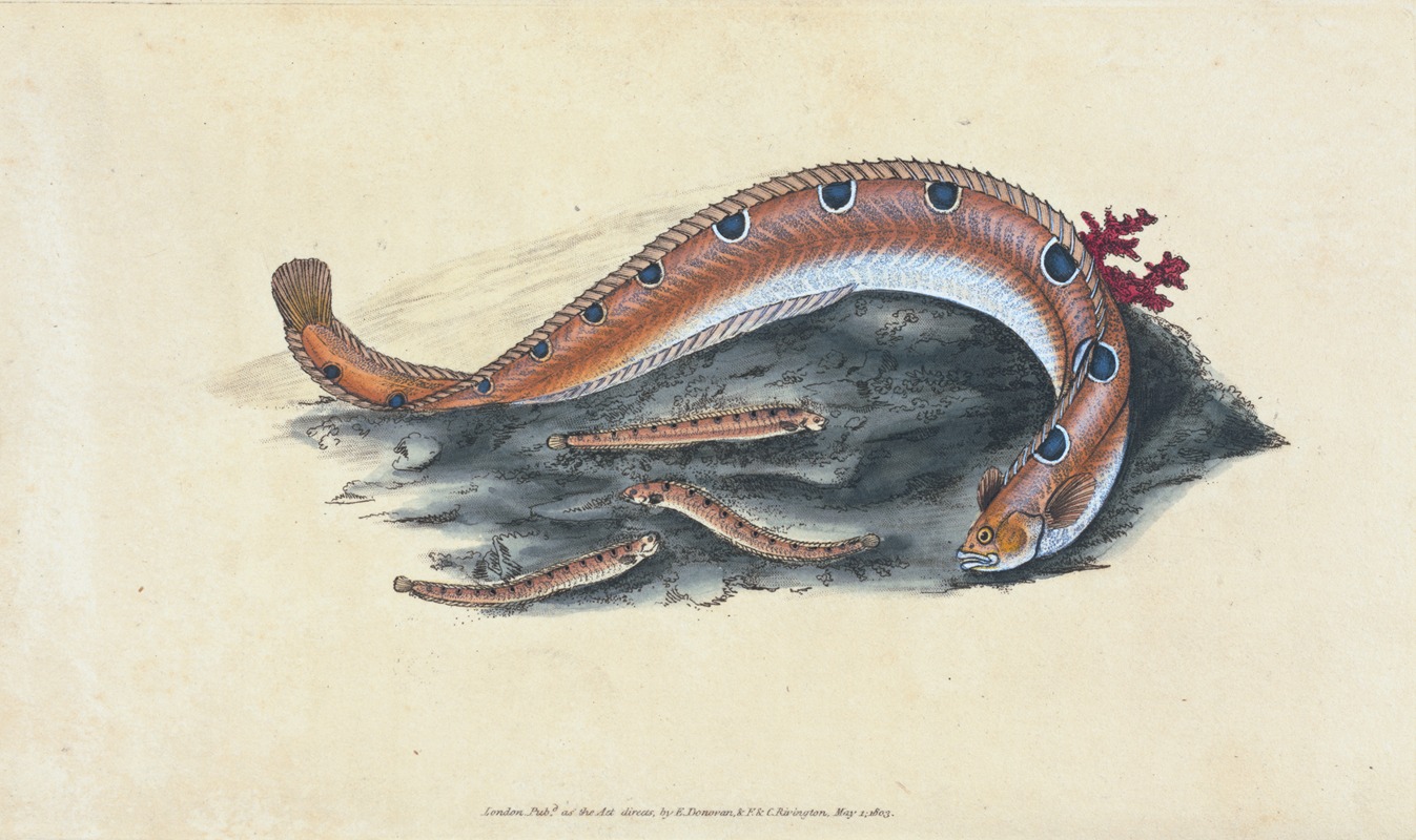 Edward Donovan - Spotted Blenny, or Butter-fish, Blennius gunnellus