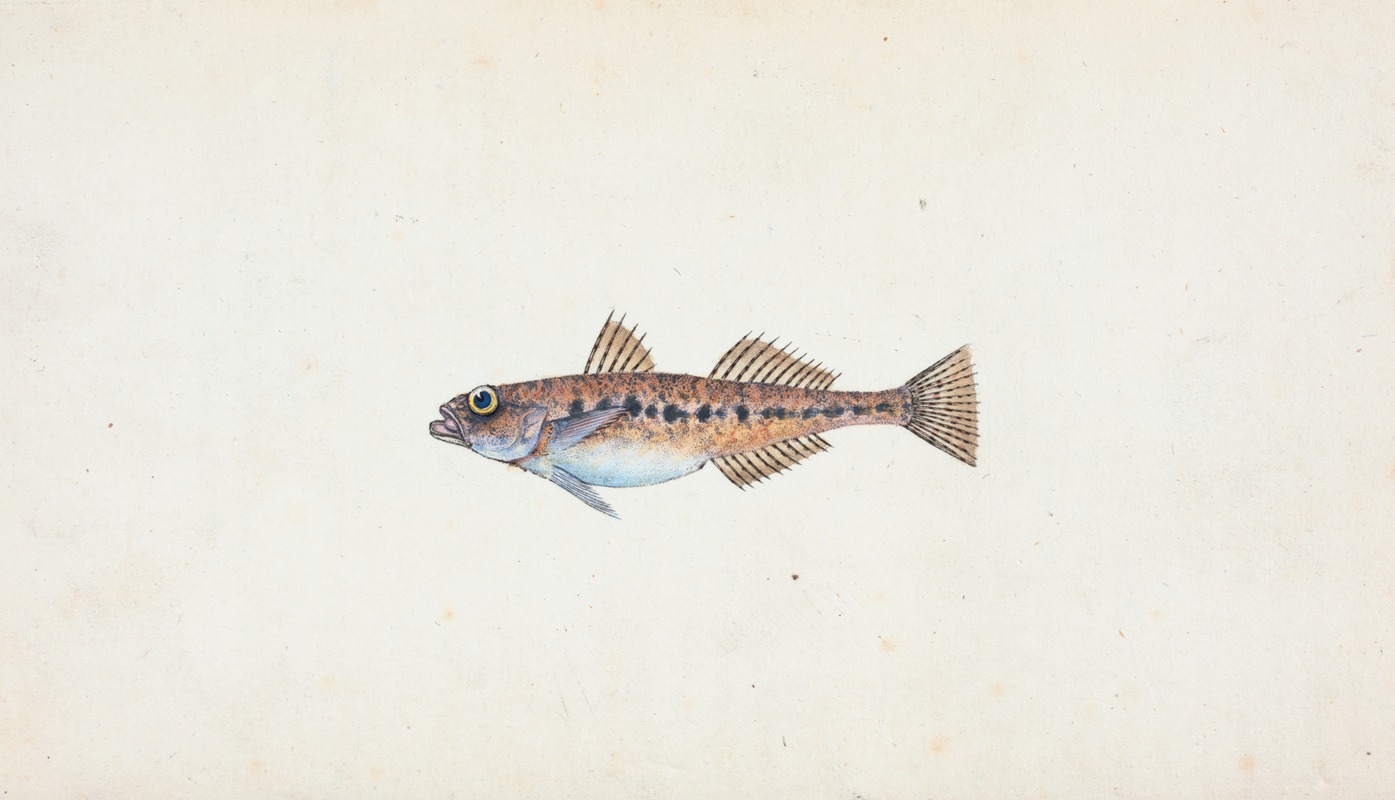 Edward Donovan - Spotted Goby, Gobius minutus