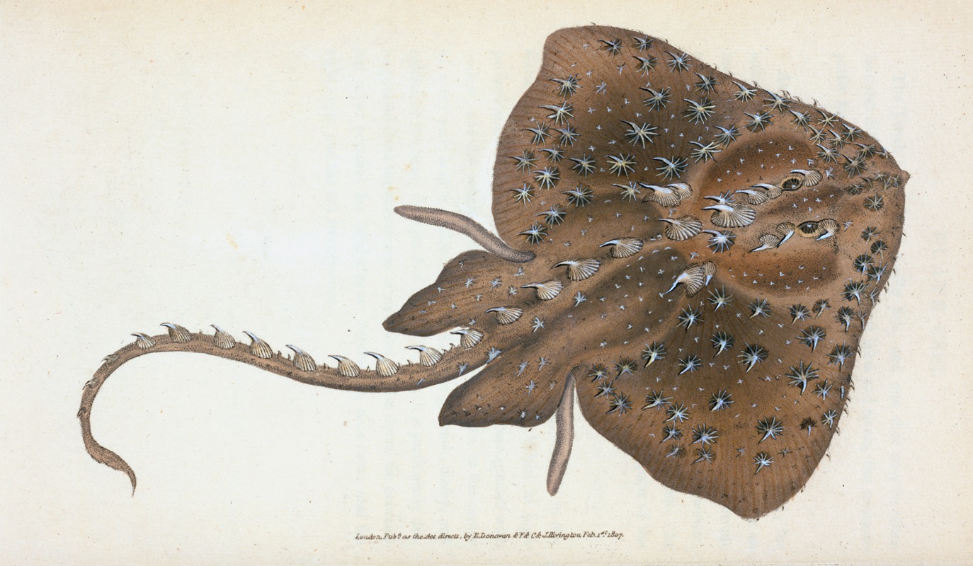 Edward Donovan - Starry Ray, Raja Radiata