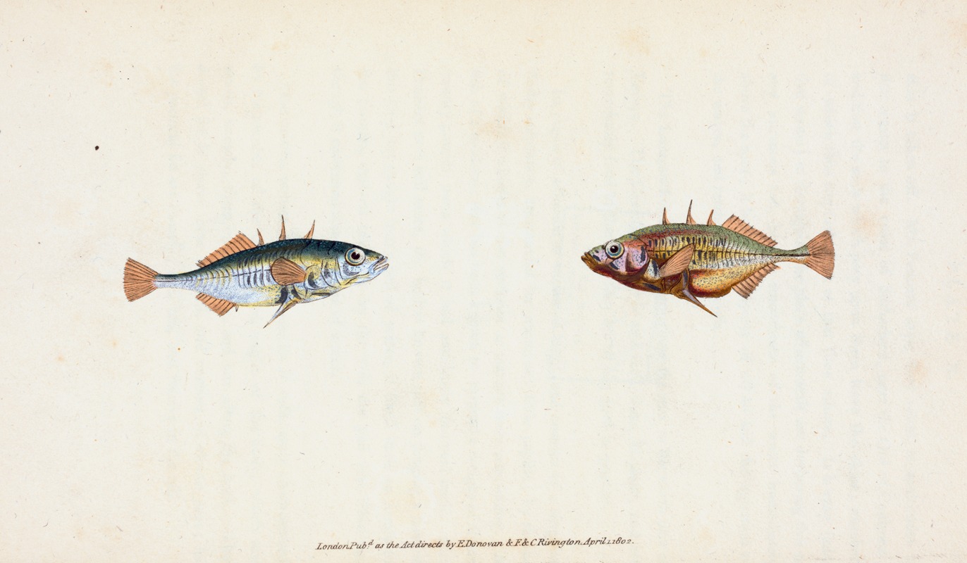 Edward Donovan - Stickleback, three-spined, Gasterosteus Aculeatus