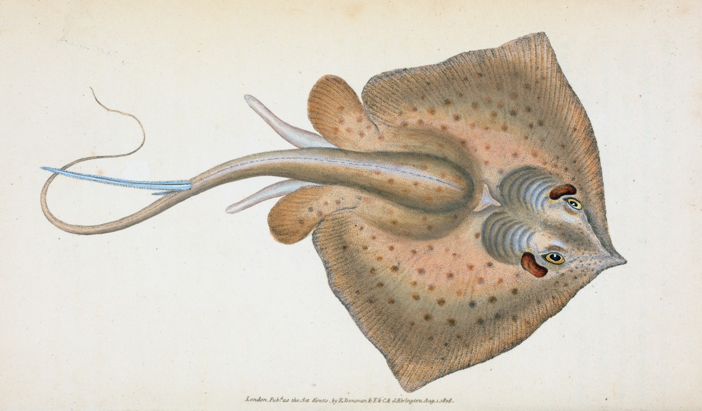 Edward Donovan - Sting Ray, Raja Pastinaca
