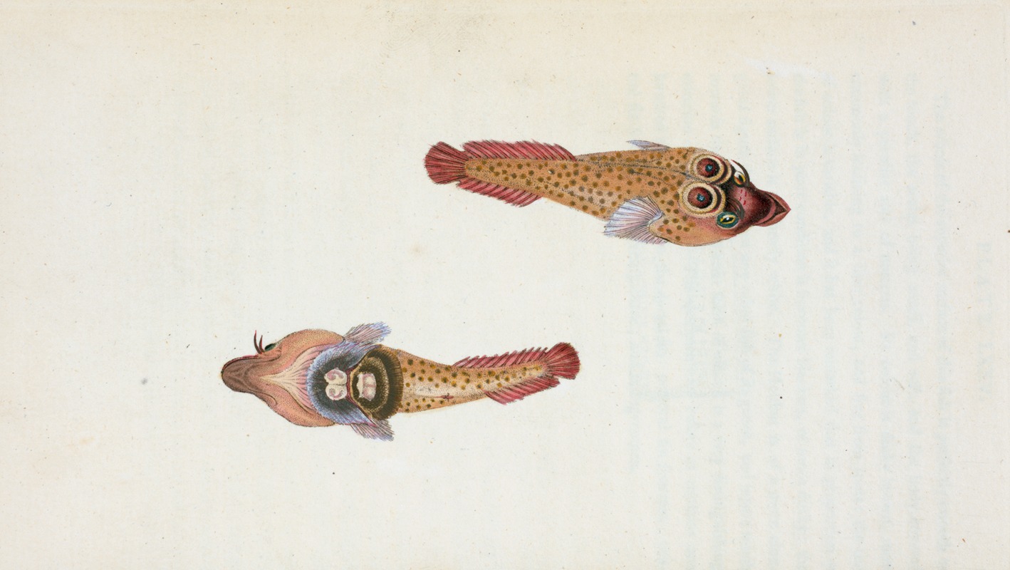 Edward Donovan - Sucker, Ocellated, Cyclopterus Ocellatus