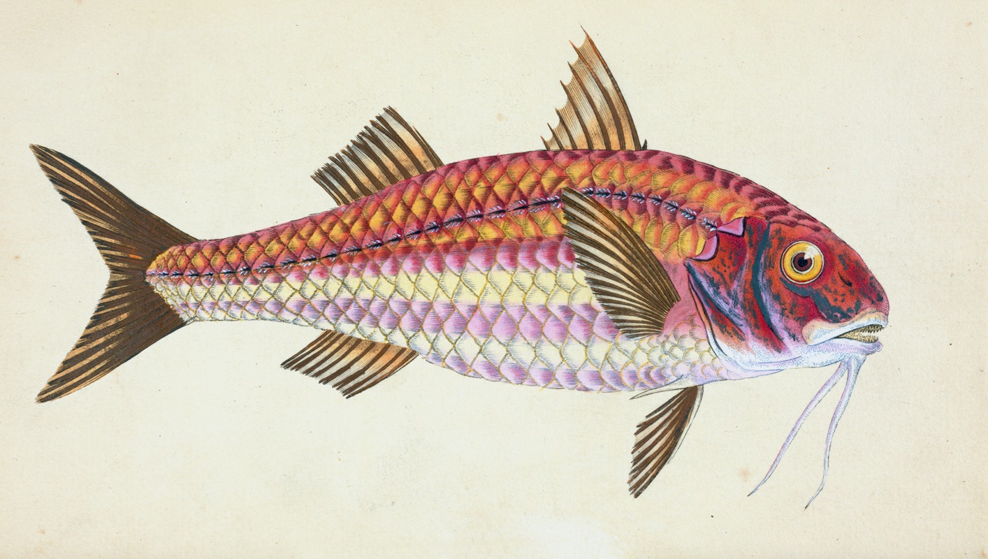 Edward Donovan - Surmulet, Mullus Surmuletus