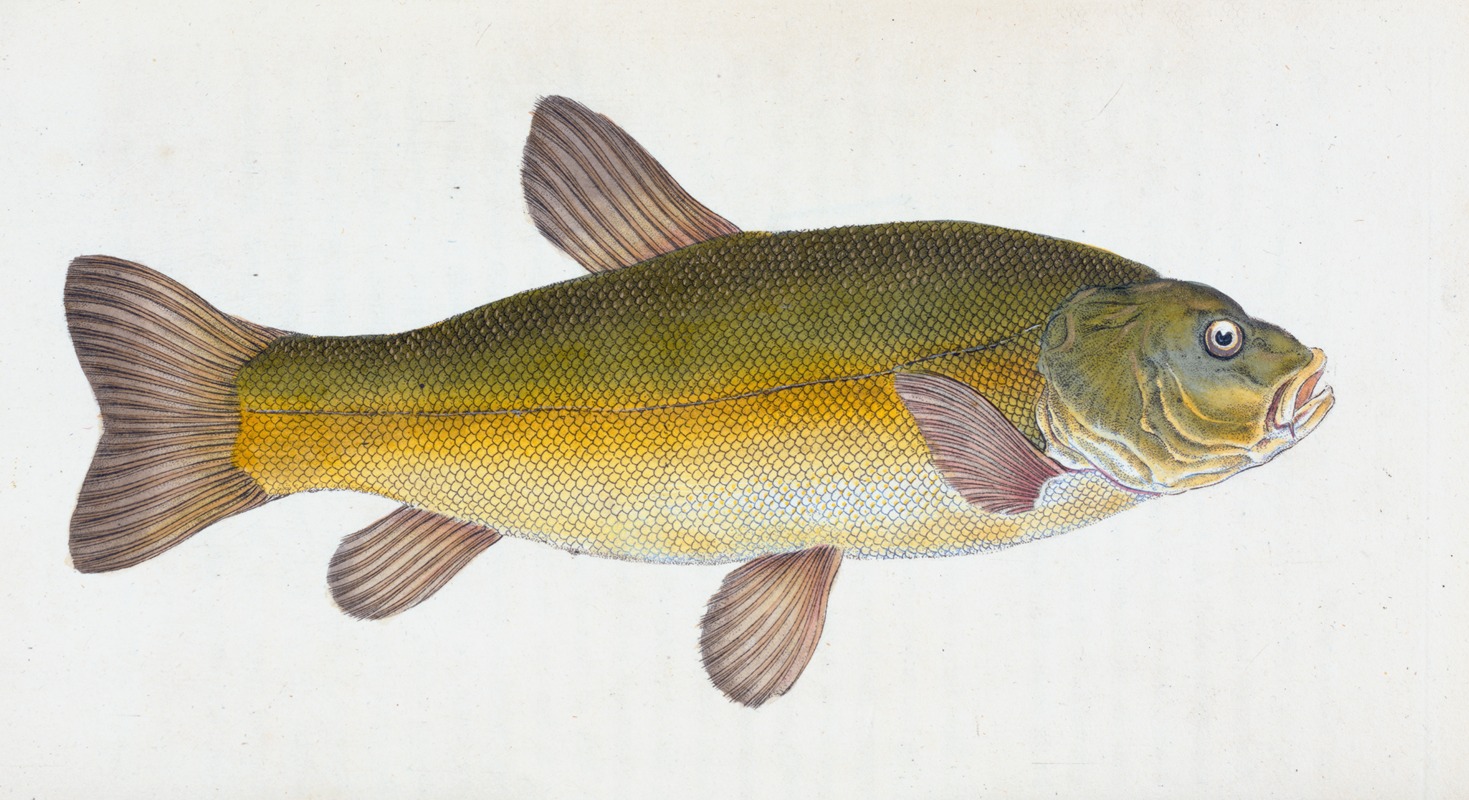Edward Donovan - Tench, Cyprinus Tinca