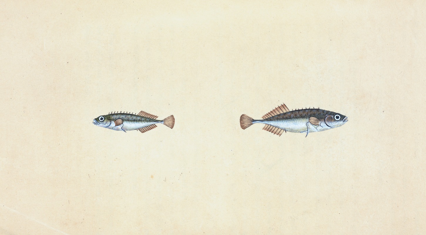 Edward Donovan - Ten-spined Stickleback, Gasterosteus pungitius