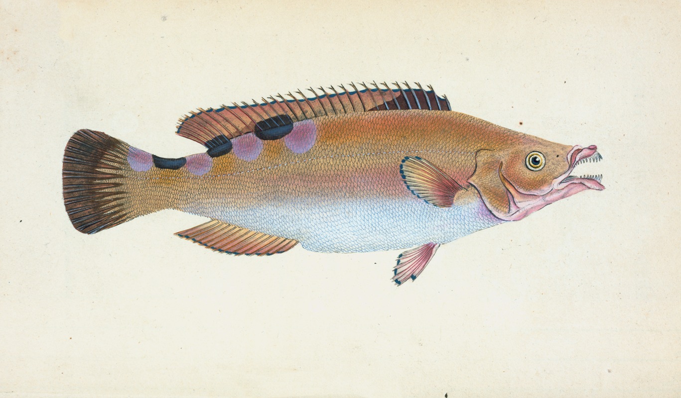 Edward Donovan - Trimaculated Wrasse, Labrus trimaculatus