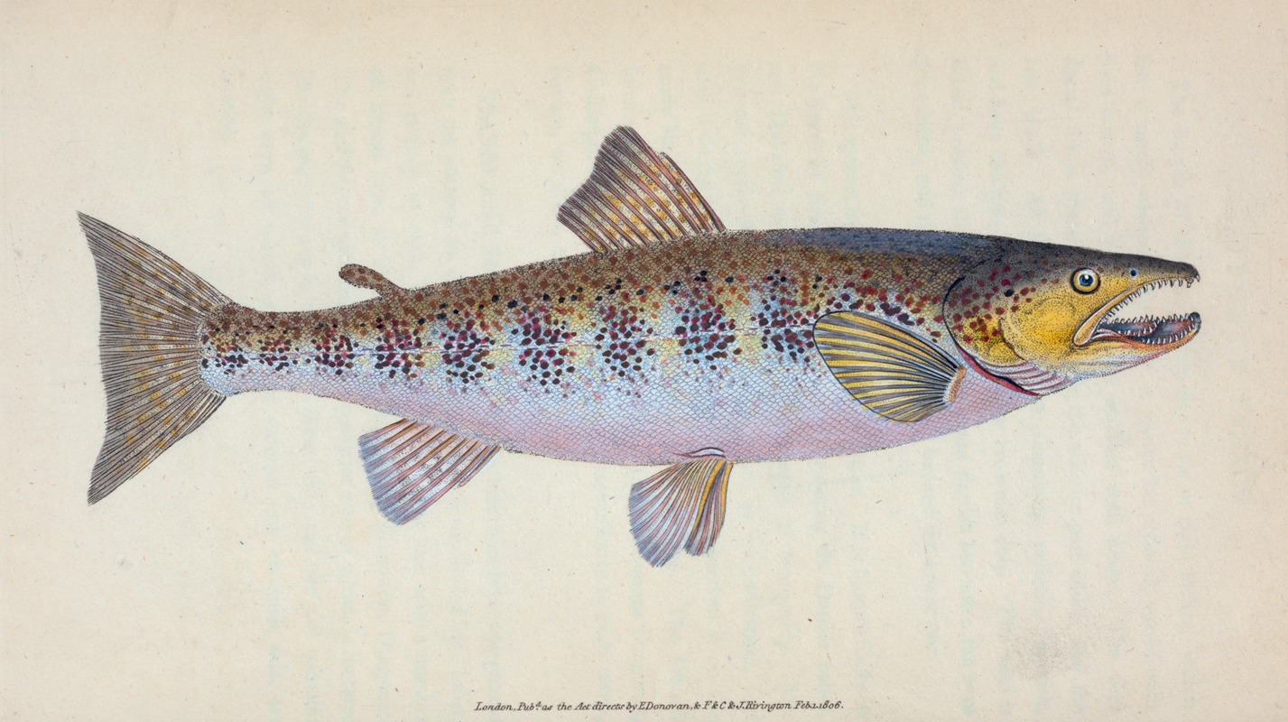 Edward Donovan - Trout, Salmo Fario