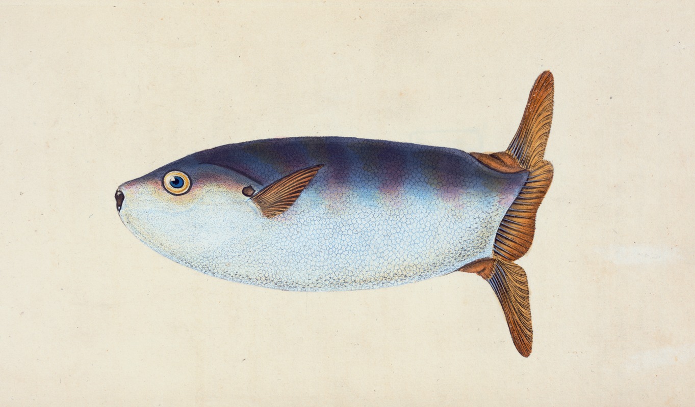 Edward Donovan - Truncated Sun-fish, Tetrodon truncatus