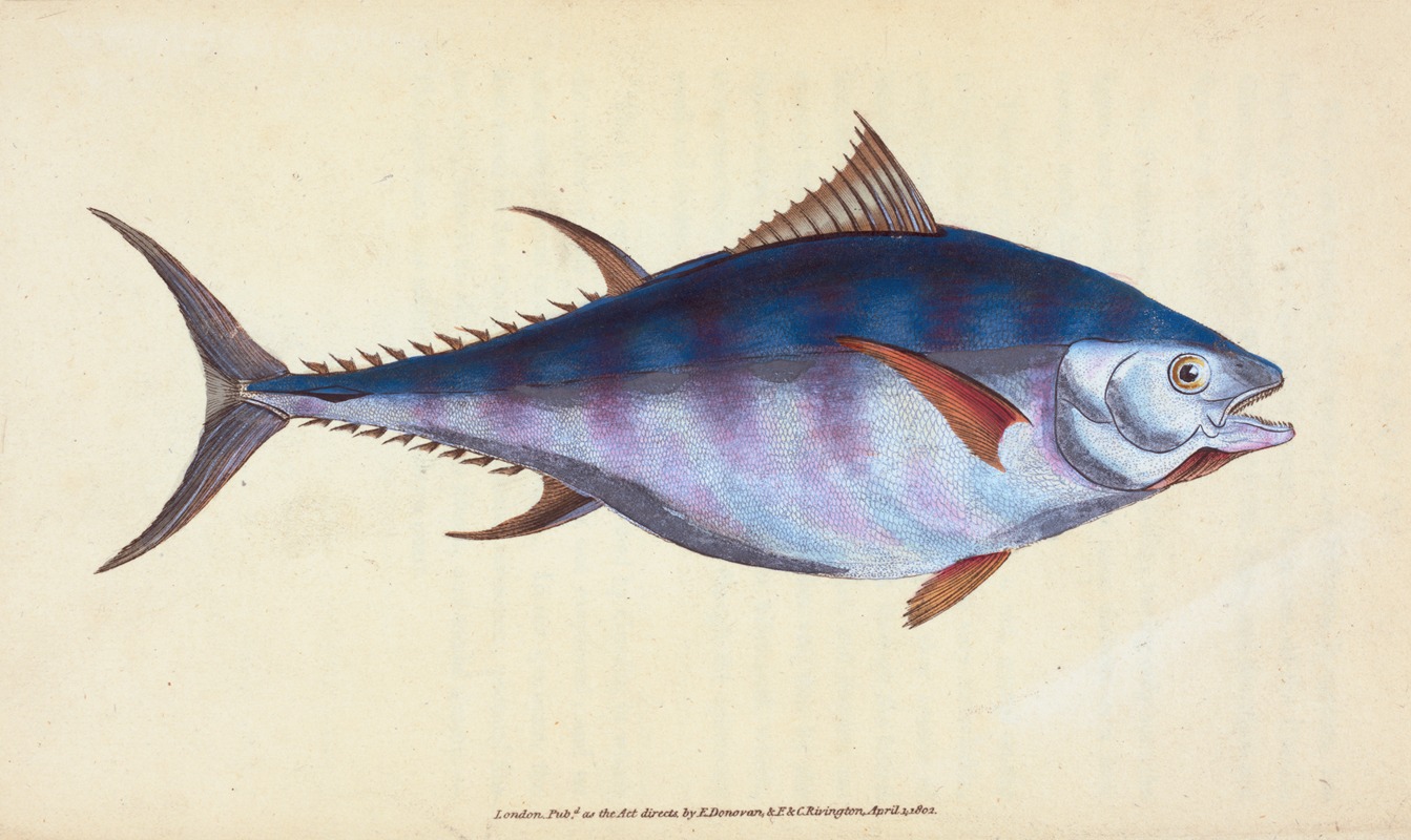 Edward Donovan - Tunny, Scomber Thynnus