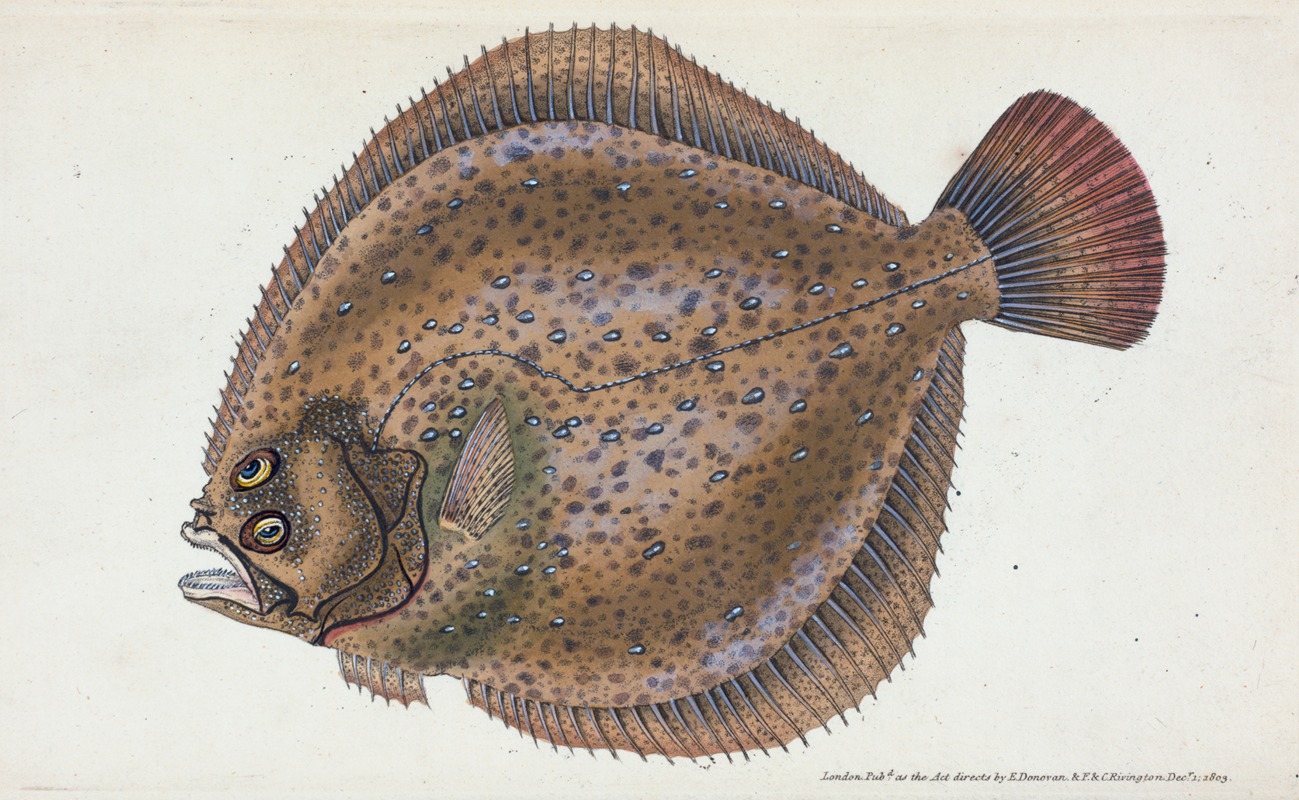 Edward Donovan - Turbot, Pleuronectes maximus