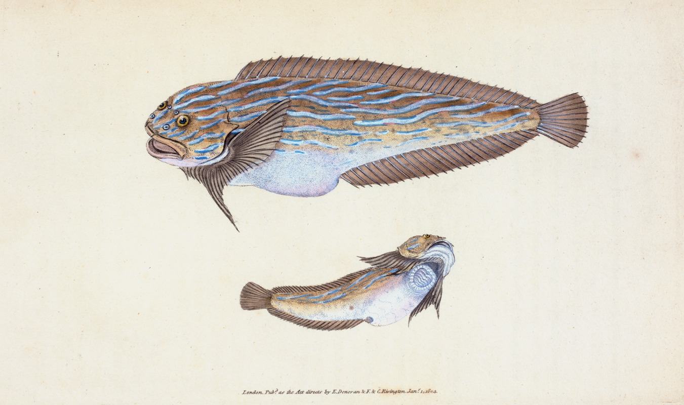 Edward Donovan - Unctuous Sucker, Cyclopterus liparis