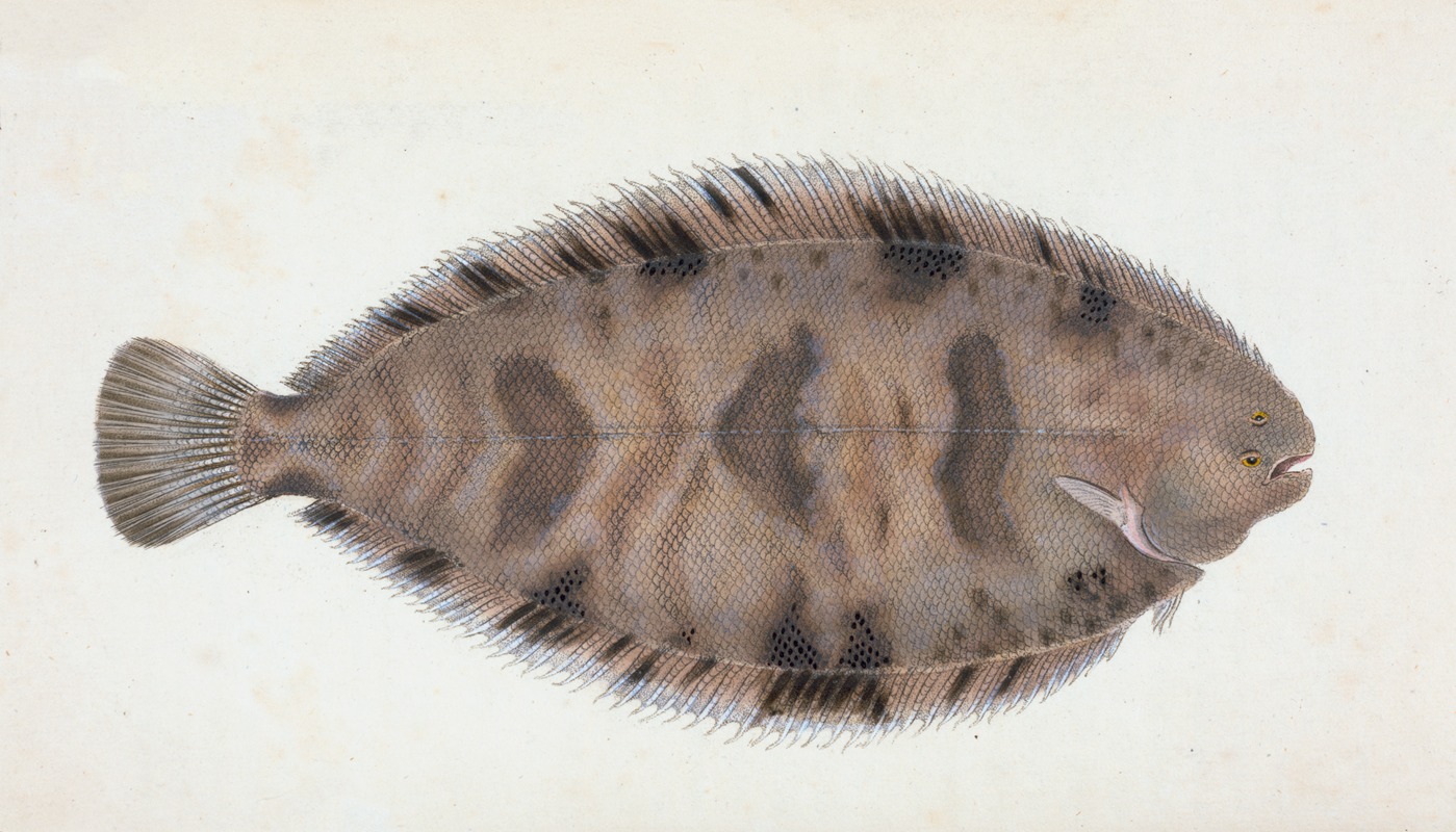 Edward Donovan - Variegated Sole, Pleuronectes Variegatus