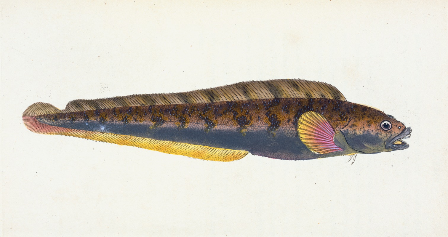 Edward Donovan - Viviparous Blenny, Blennius viviparous