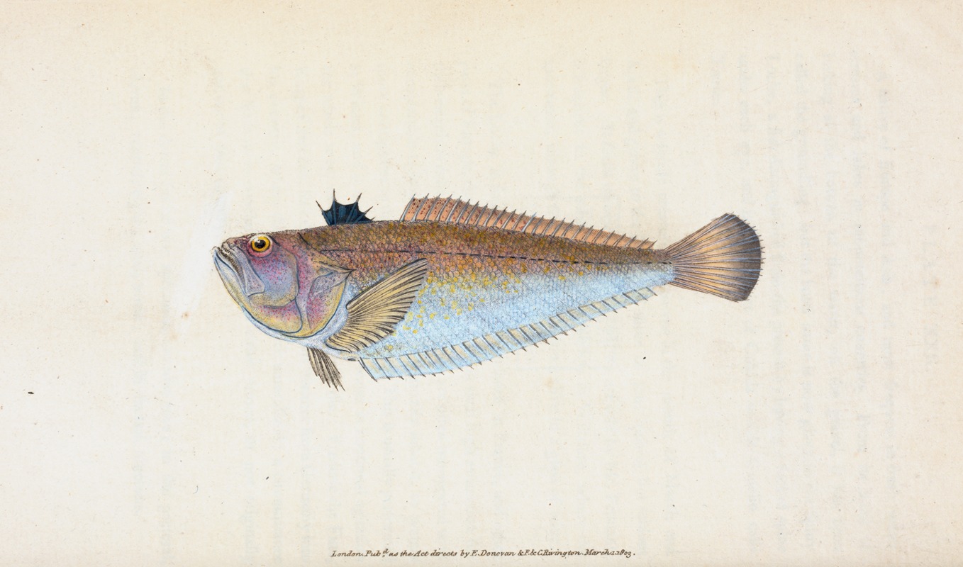 Edward Donovan - Weever, Trachinus Draco