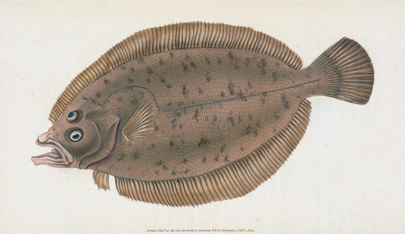 Edward Donovan - Whiff, Pleuronectes Megastoma