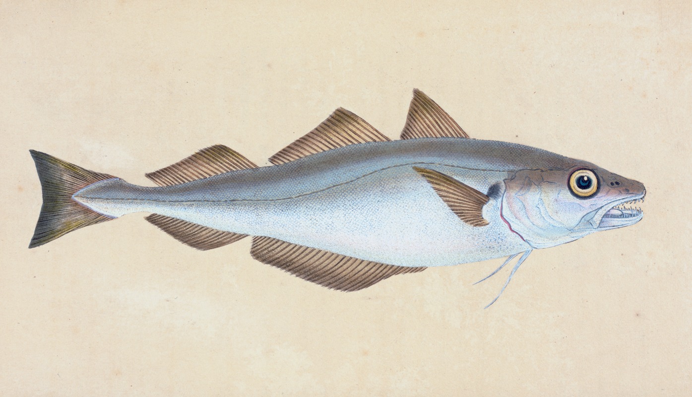 Edward Donovan - Whiting, Gadus Merlangius