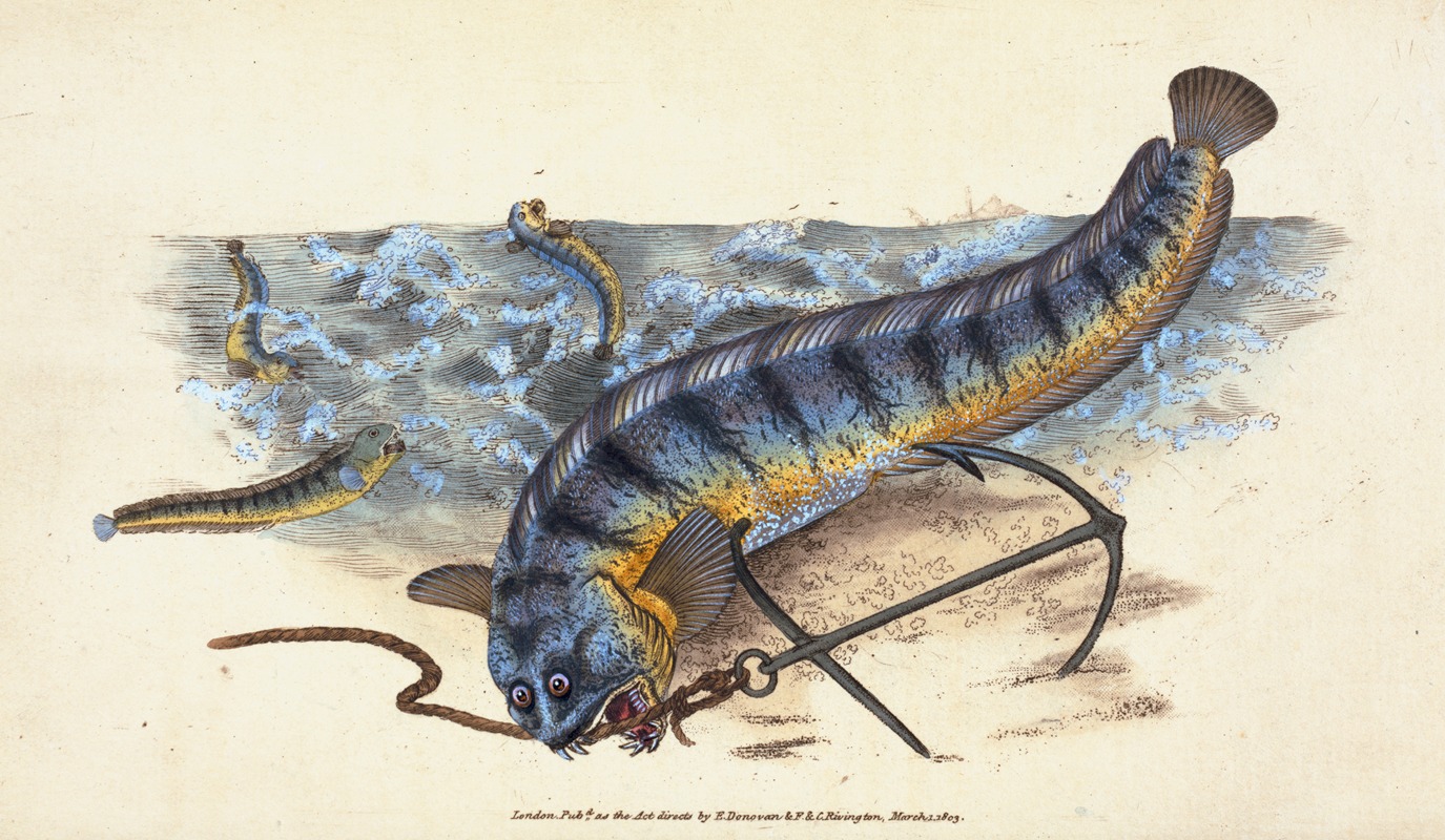 Edward Donovan - Wolf-fish, Anarhichas Lupus