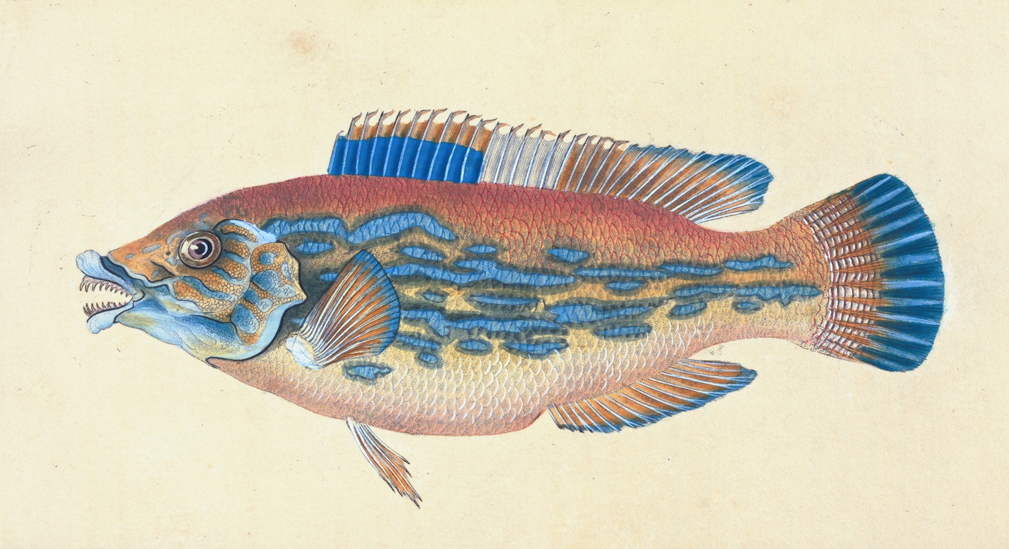 Edward Donovan - Wrasse, striped, Labrus Variegatus