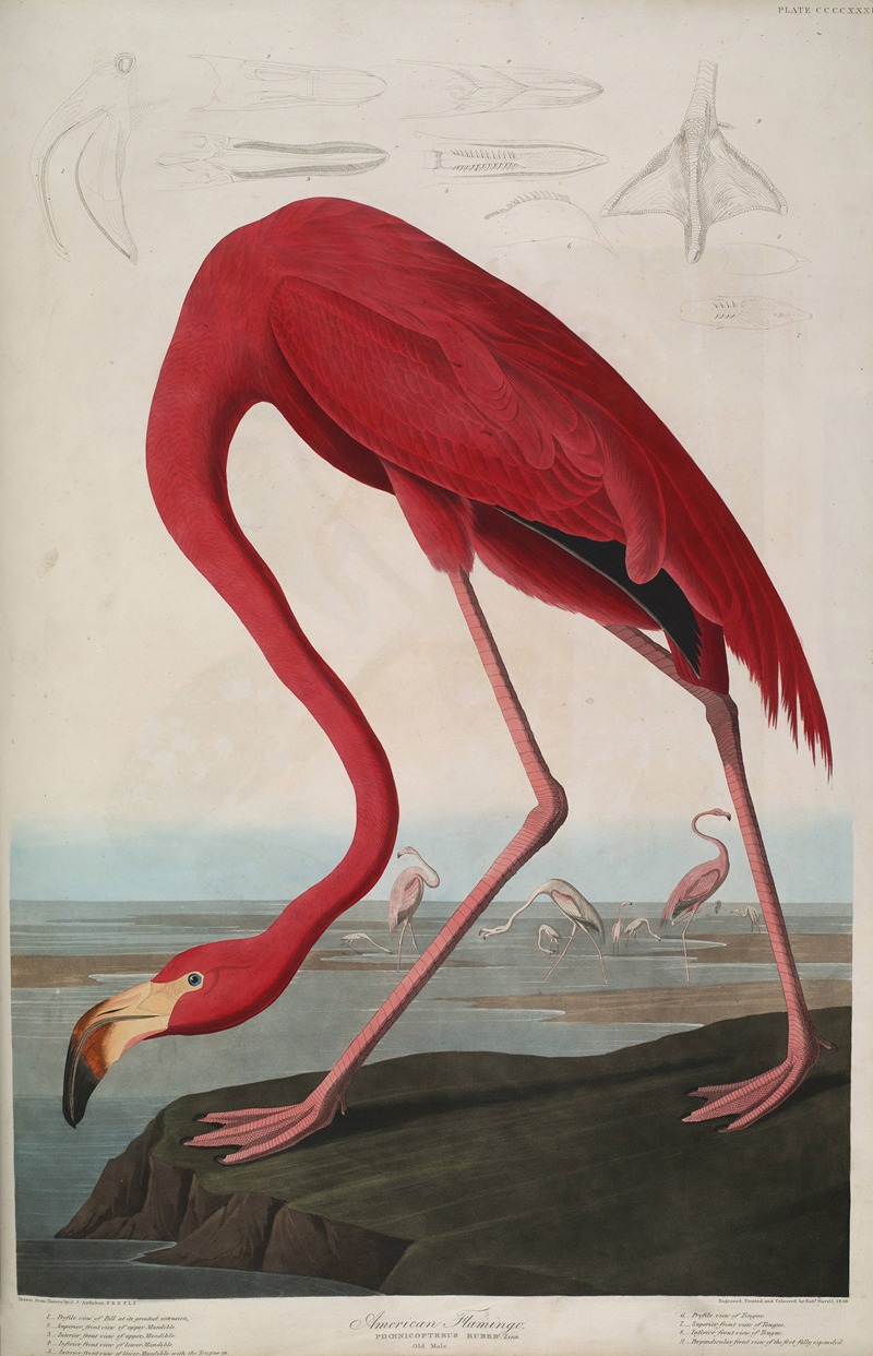 John James Audubon - American Flamingo