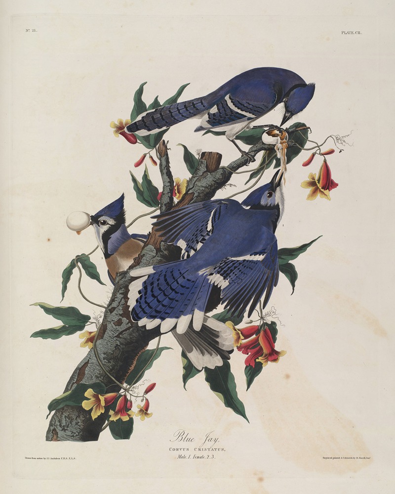 John James Audubon - Blue Jay