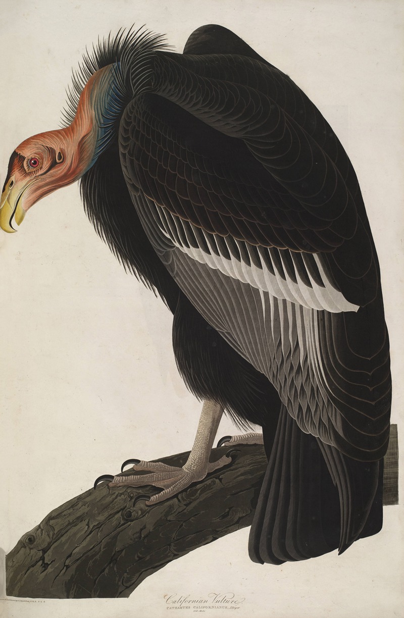 John James Audubon - California Vulture