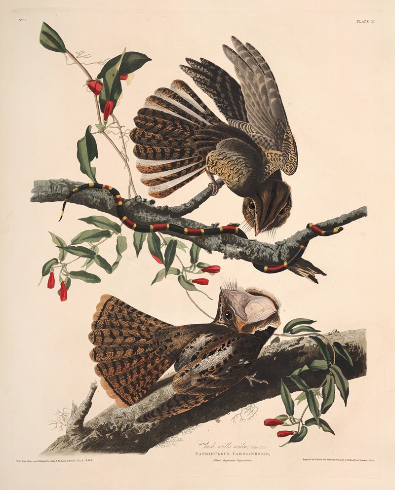 John James Audubon - Chuck-will’s Widow