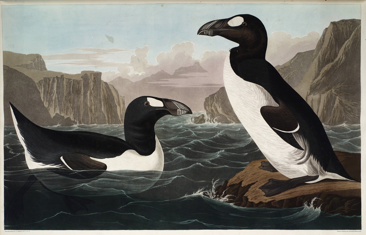 John James Audubon - Great Auk