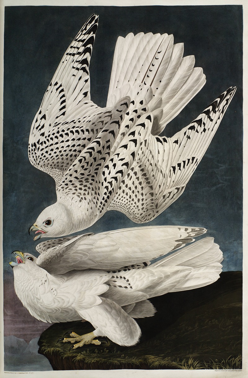 John James Audubon - Iceland or Jer Falcon
