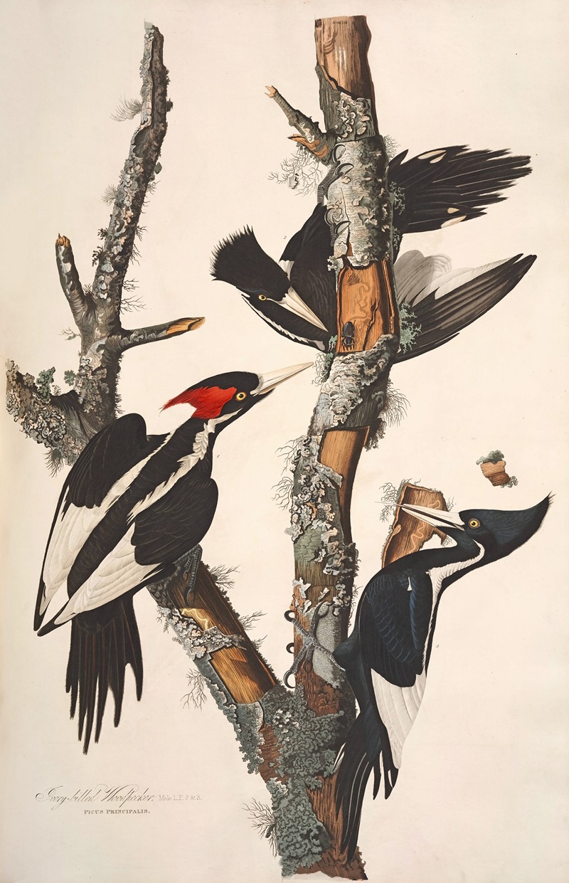 John James Audubon - Ivory-billed Woodpecker