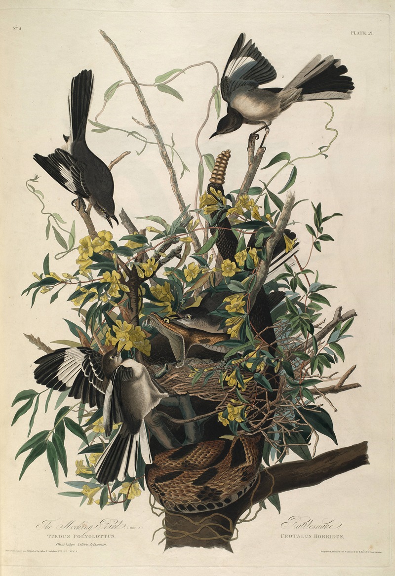 John James Audubon - Mocking Bird, Rattlesnake