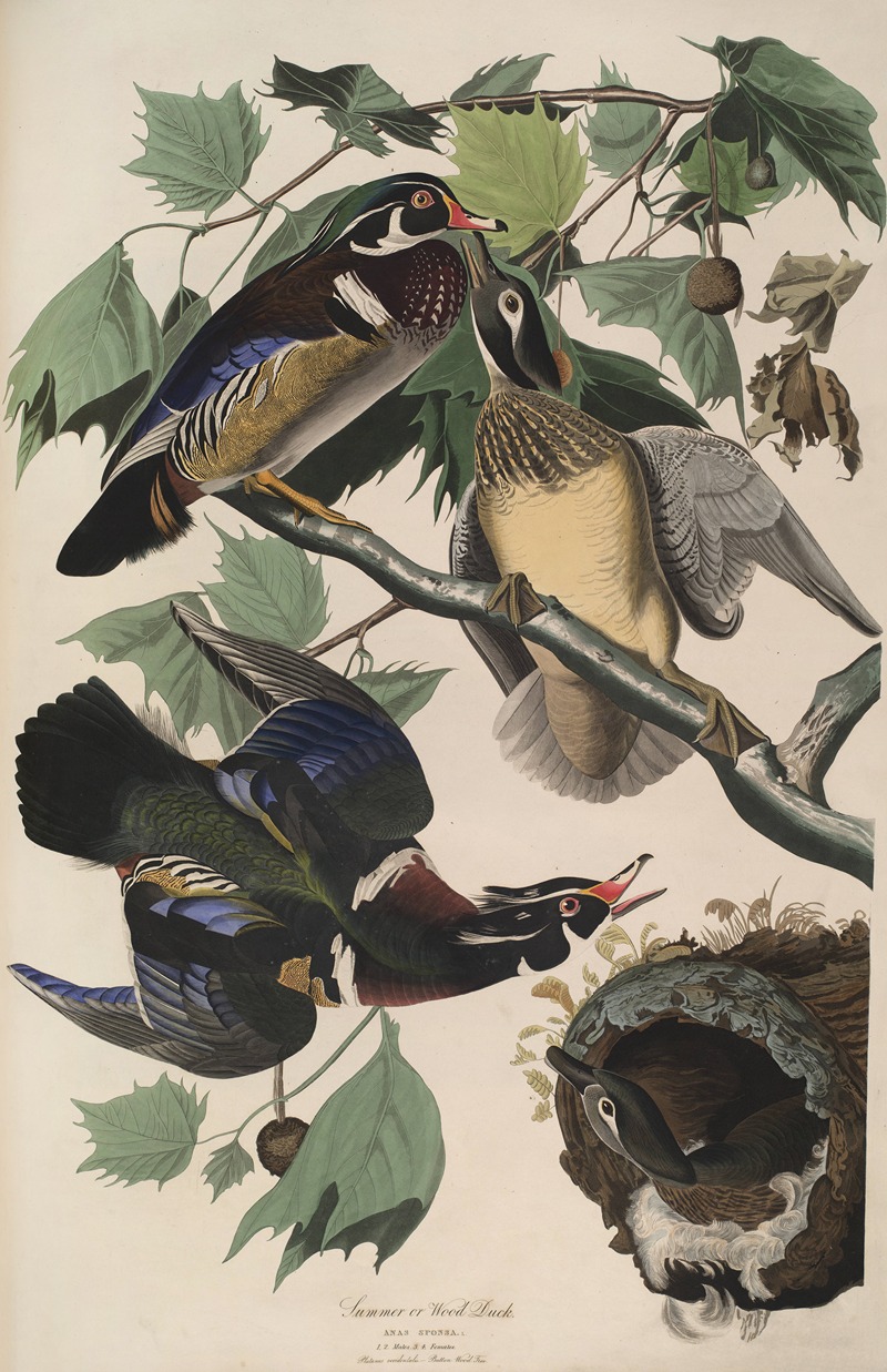 John James Audubon - Summer or Wood Duck