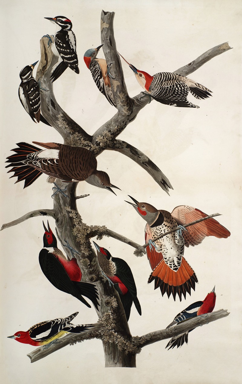 John James Audubon - Woodpeckers