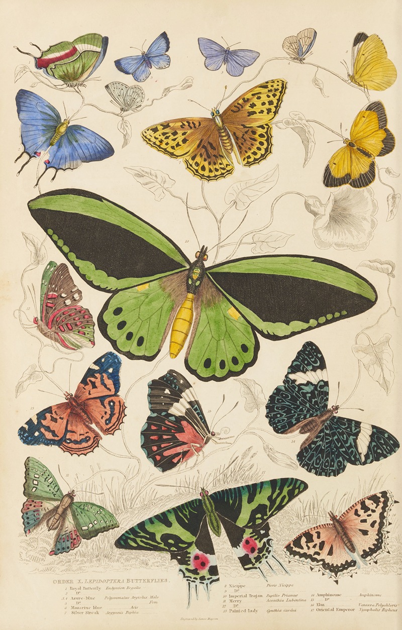 William MacGillivray - Butterflies