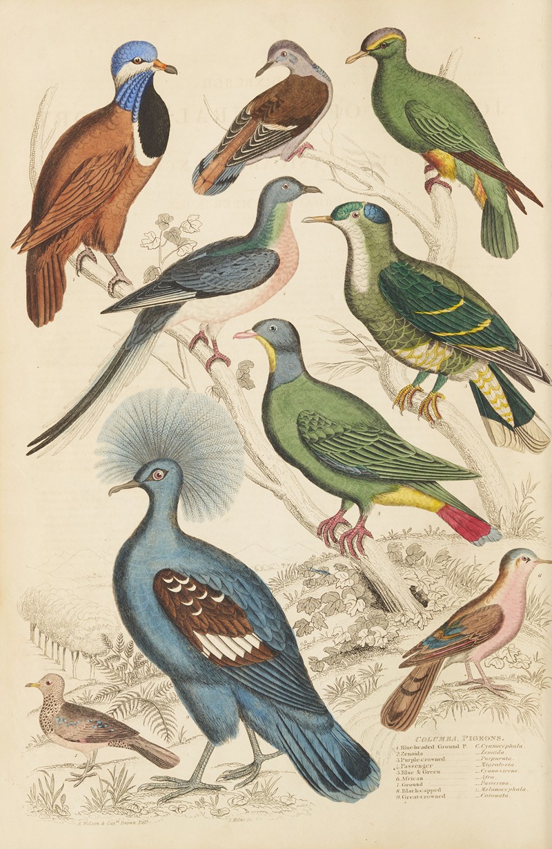 William MacGillivray - Pigeons