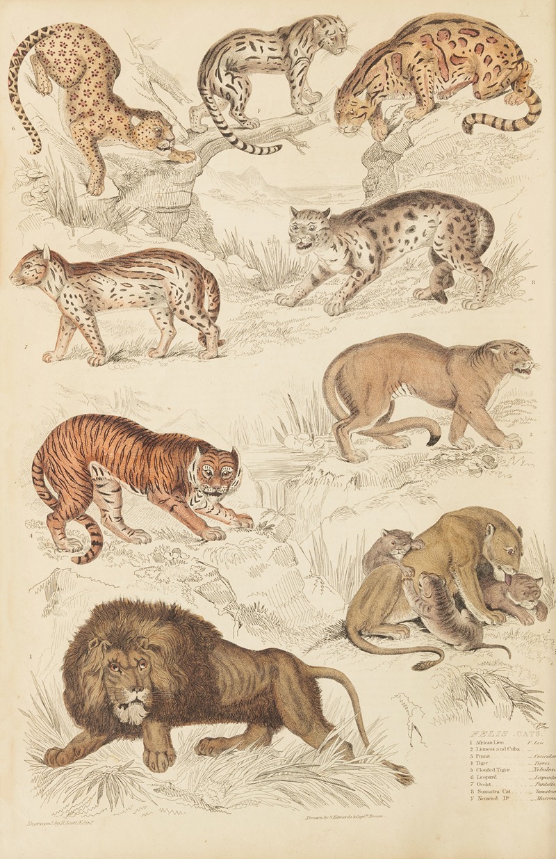 William MacGillivray - Cats
