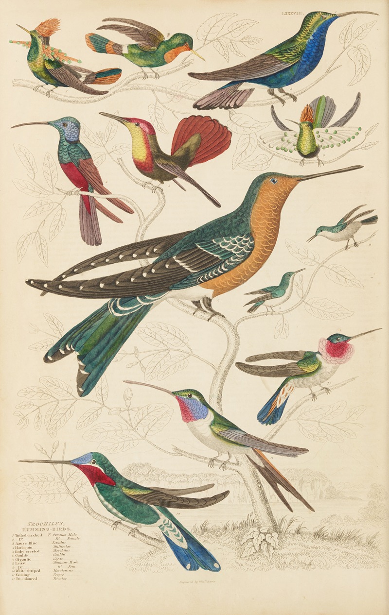 William MacGillivray - Humming birds