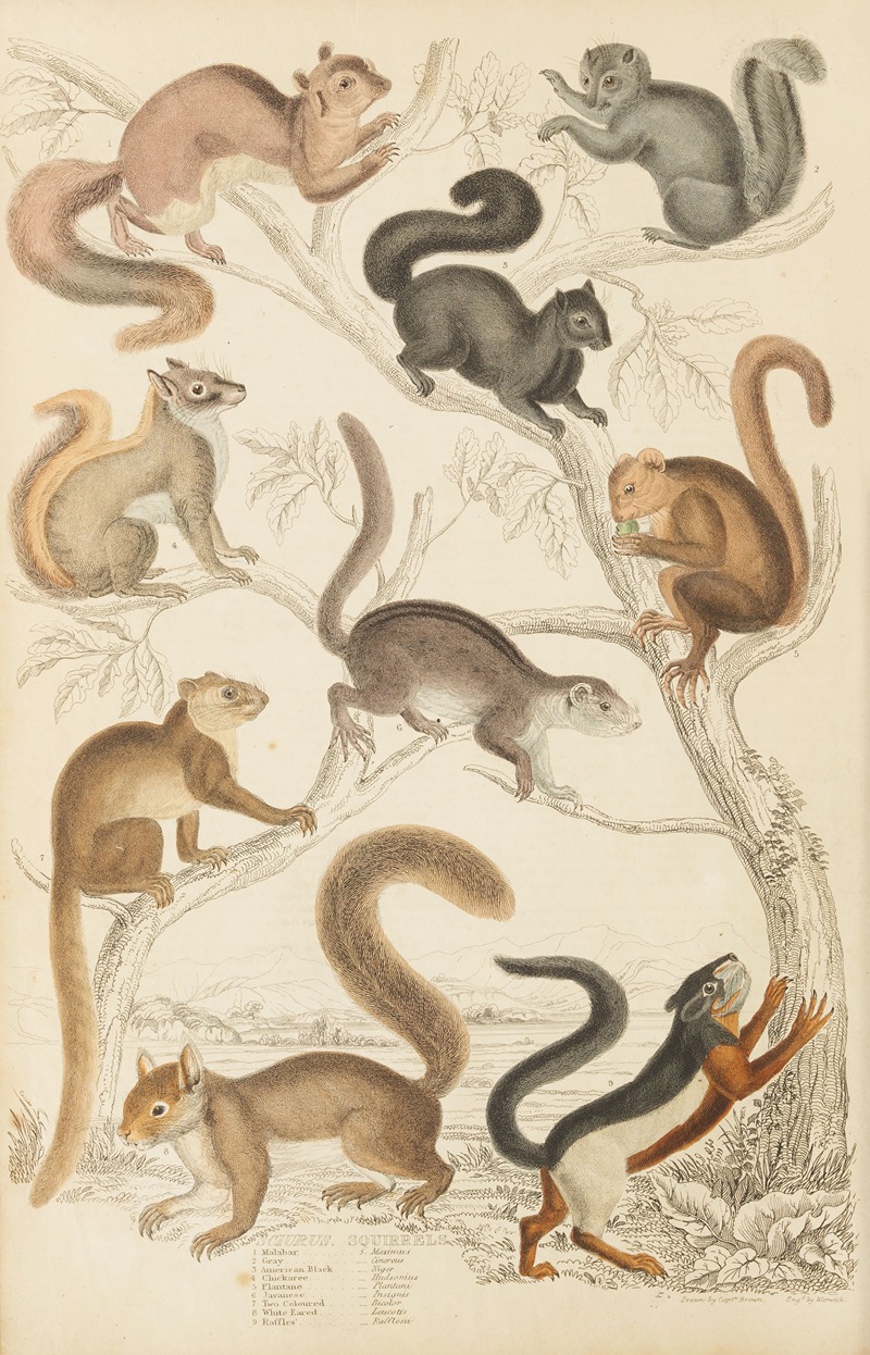 William MacGillivray - Squirrels