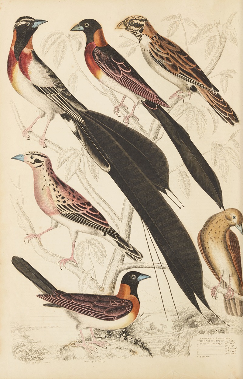 William MacGillivray - Whidah Bunting