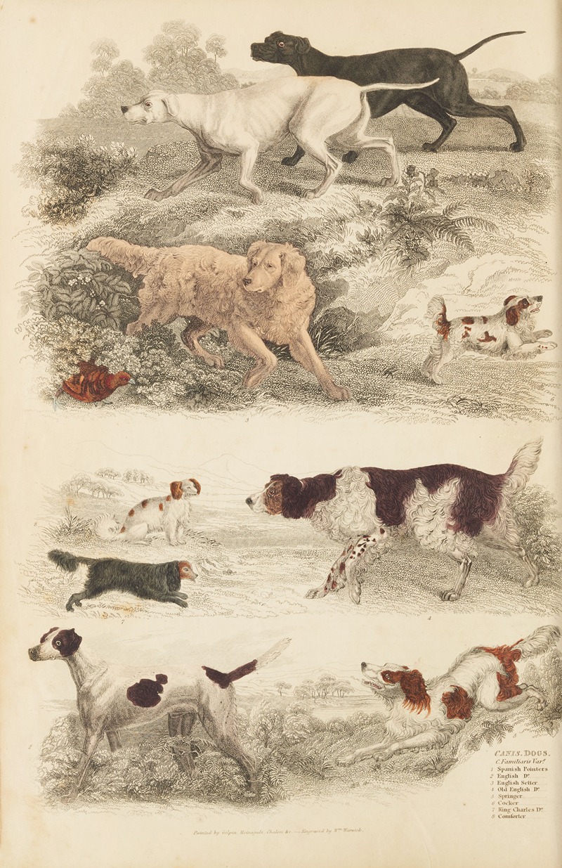 William MacGillivray - Dogs