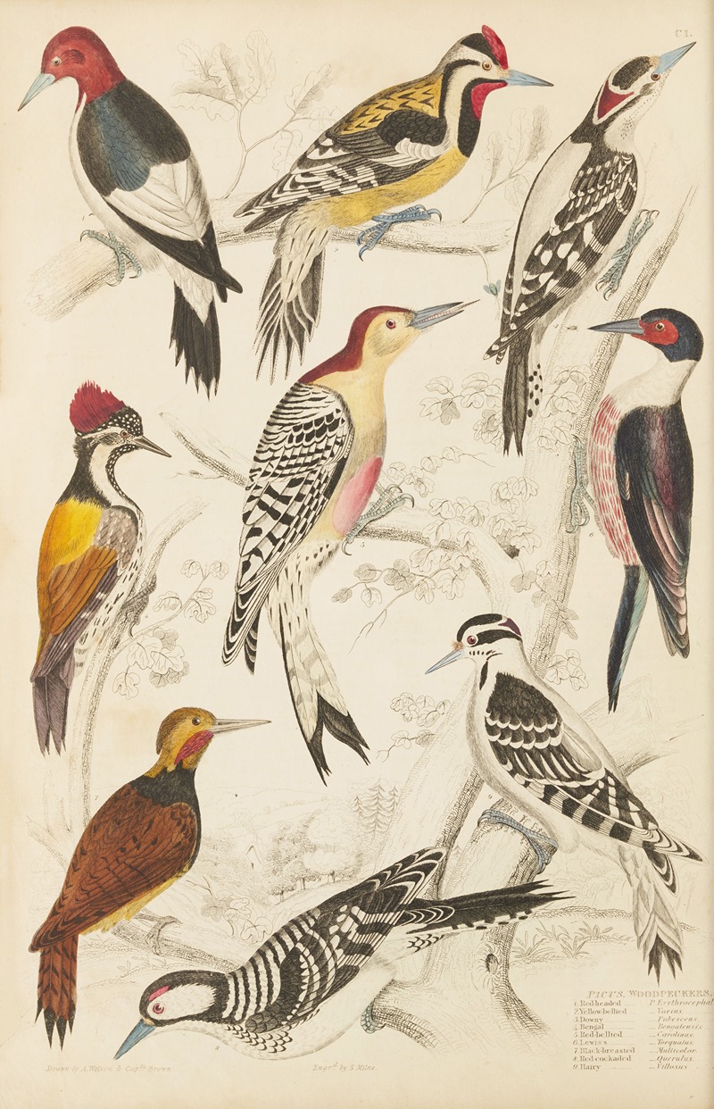 William MacGillivray - Woodpeckers