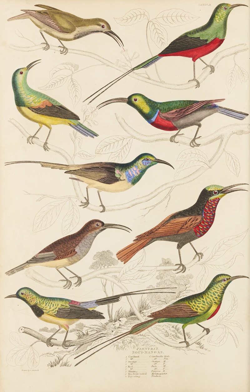 William MacGillivray - Soui-Mangas