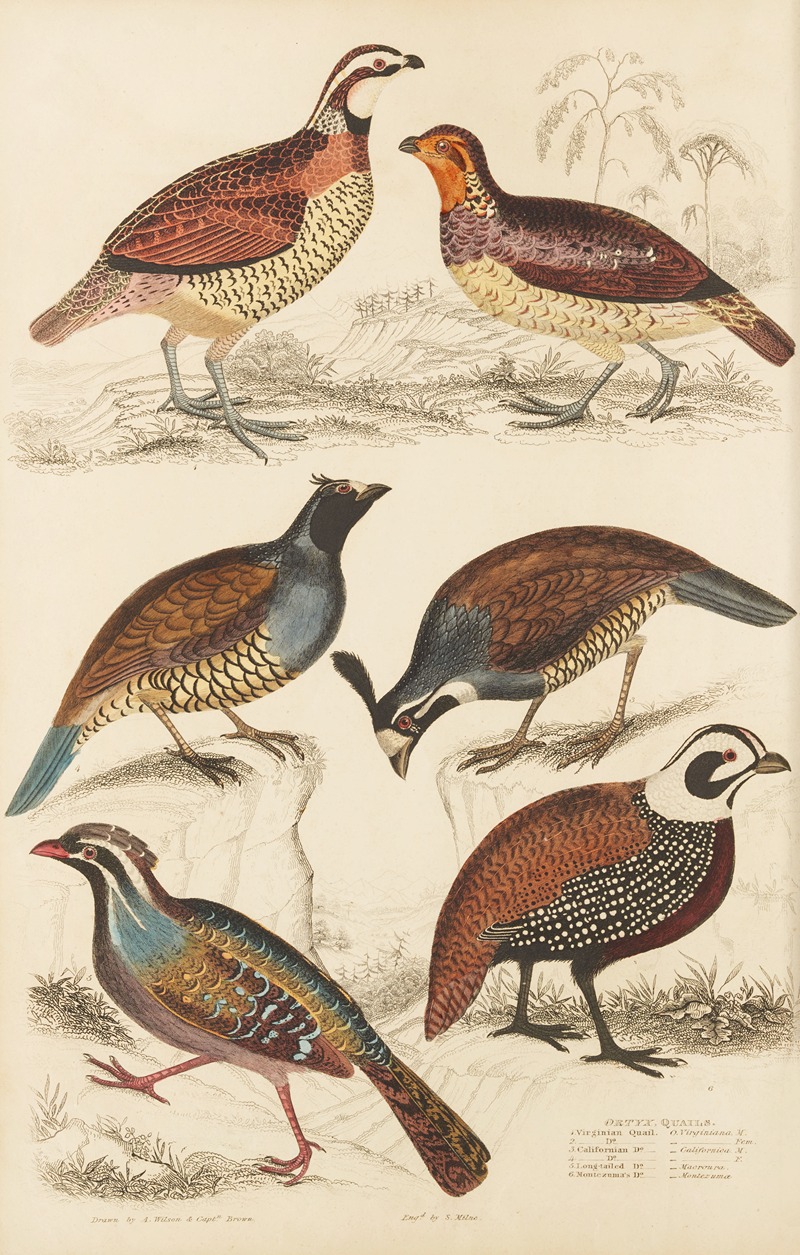William MacGillivray - Quails