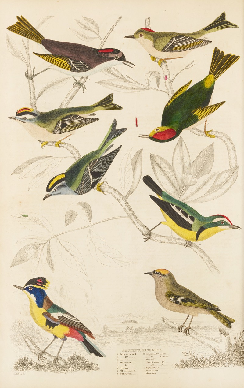 William MacGillivray - Kinglets