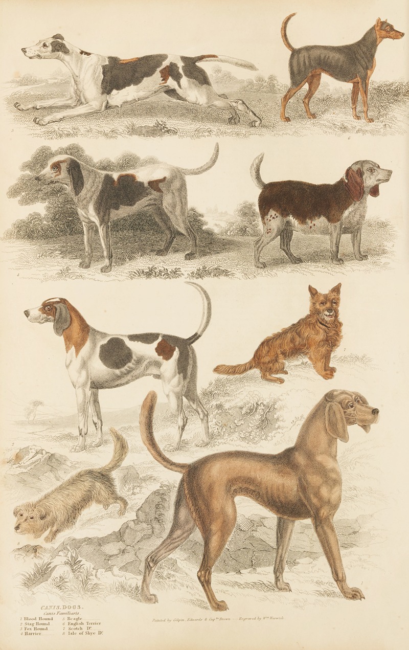 William MacGillivray - Dogs
