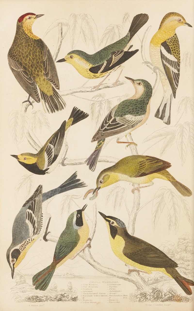 William MacGillivray - Warblers