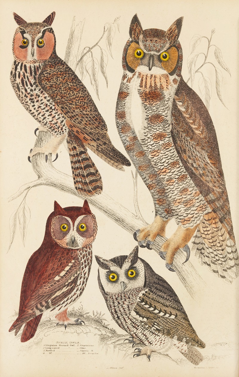 William MacGillivray - Owls