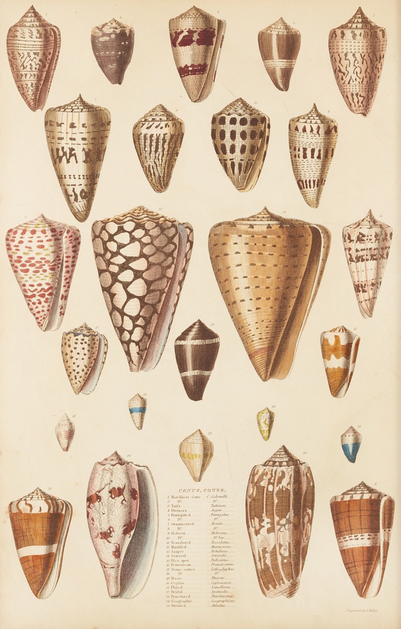 William MacGillivray - Cones