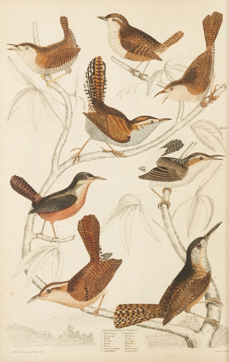 William MacGillivray - Werns
