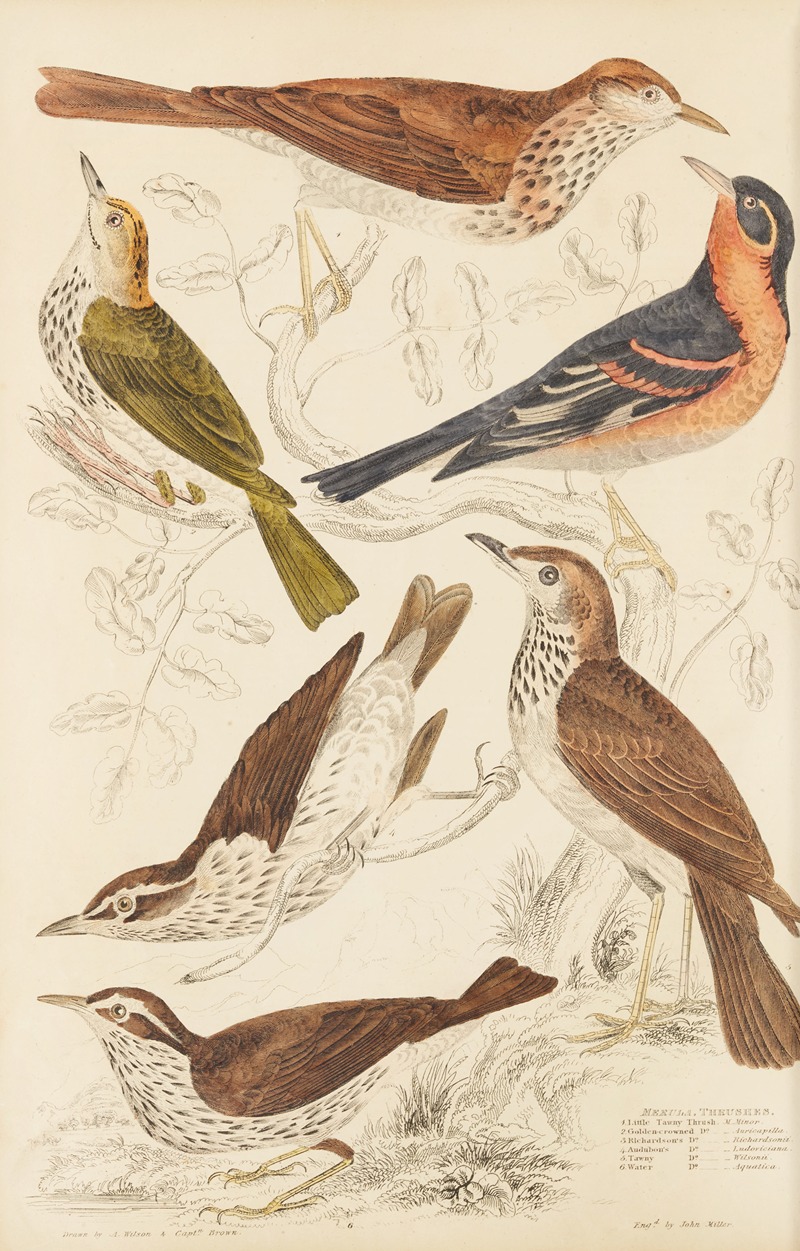 William MacGillivray - Thrushes